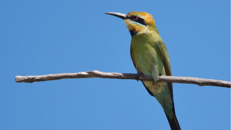 Bee Eater on perch (Gary Tate)