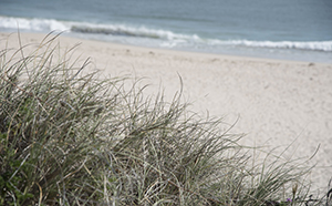 Beach in Yanchep