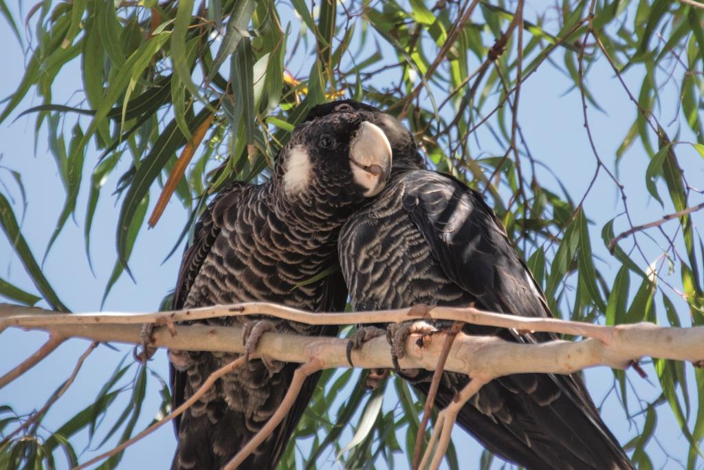 Black cockatoos