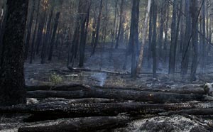 Trees after a bushfire