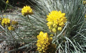 Beach flowers