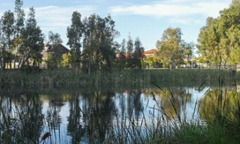 Image of wetlands and trees