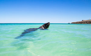 Seal in the sea