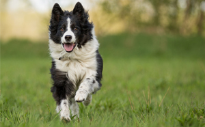 Dog running on grass