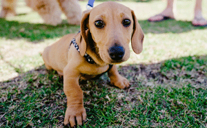 Dog at Dog's Breakfast