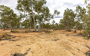 Dry landscape