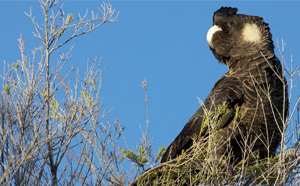 Black Cockatoo