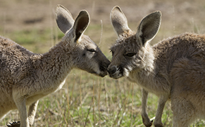 kangaroos