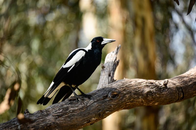 Magpie