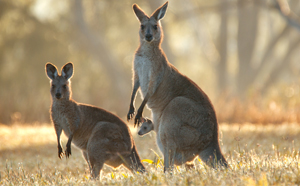 Kangaroos