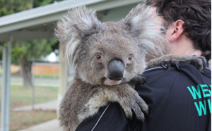 Koala