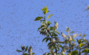 Swarm of midge