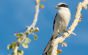 Butcher Bird