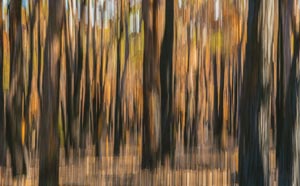Photograph of trees