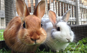 Two pet rabbits
