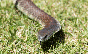 Snake in grass
