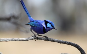 Blue Wren