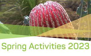 Banksia Plant