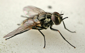 Stable fly