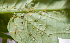 Tomato potato psyllid