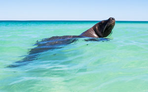 A seal swimming