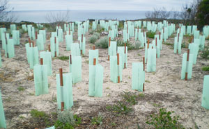 Plants being planted