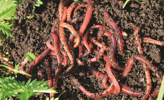 Worm farm