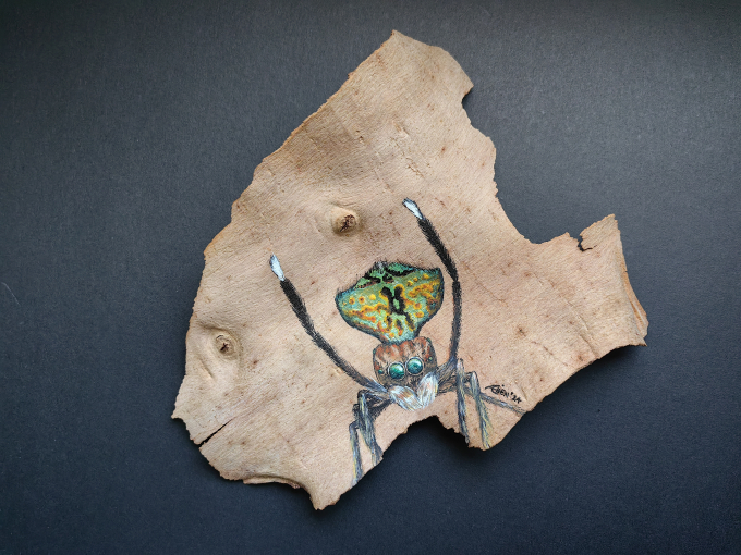 Ai Chen Lee, 'Peacock Spider (Maratus Yanchep)'