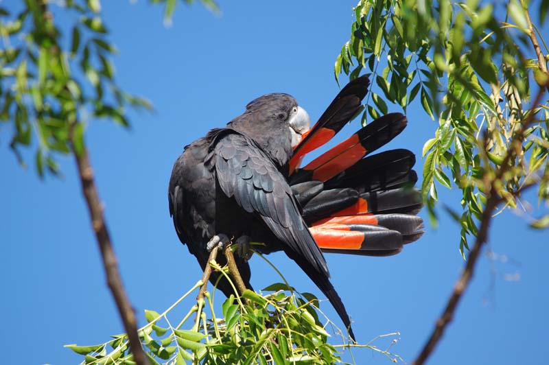 Gary Tate - Red-tailed black cockatoo