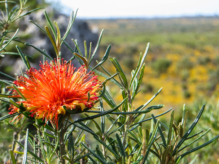 Image of Bush Flower