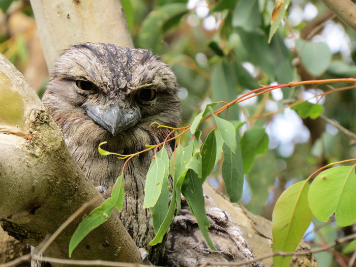Owl in tree