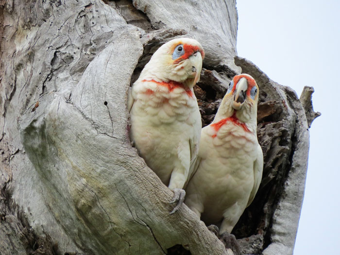 Scar tree in Wanneroo