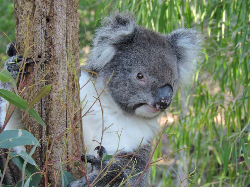 Courtney Joy Pascoe - Koala, Yanchep National Park