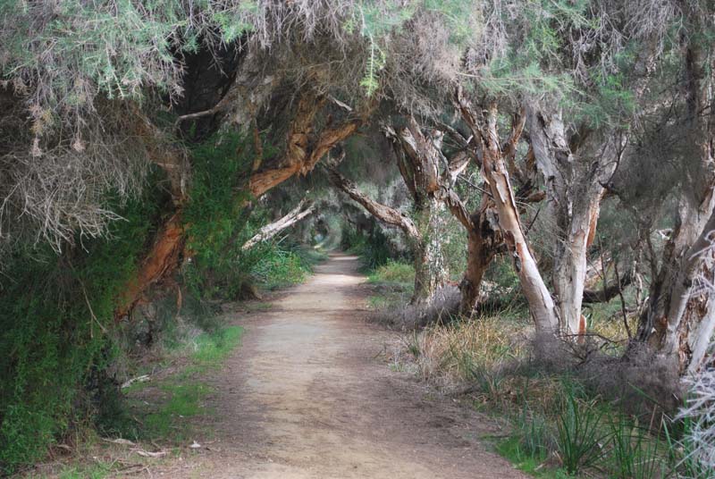 Louise Vocetti - Yanchep National Park
