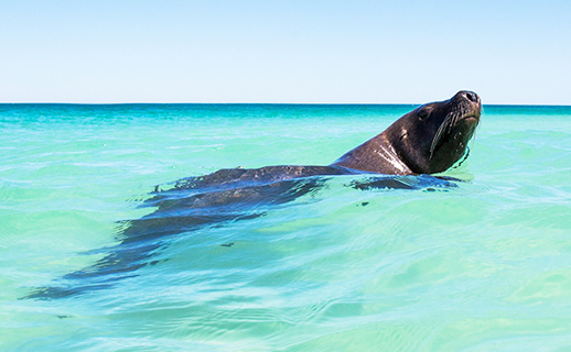 Seal in coast