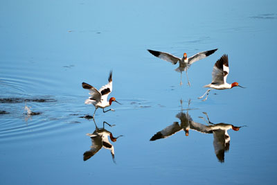 Water Birds at Yanchep Park