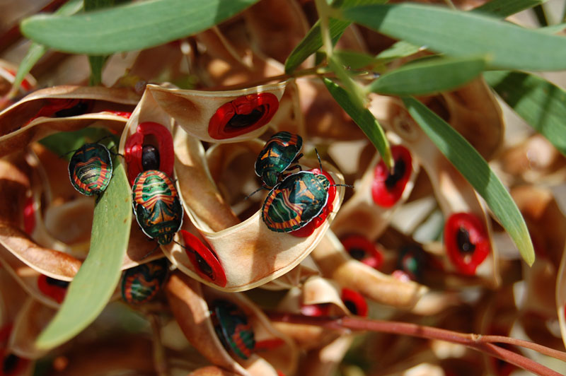 Red Eyed Wattle - Acacia Cyclops