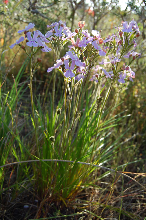 Stylidium maritimum