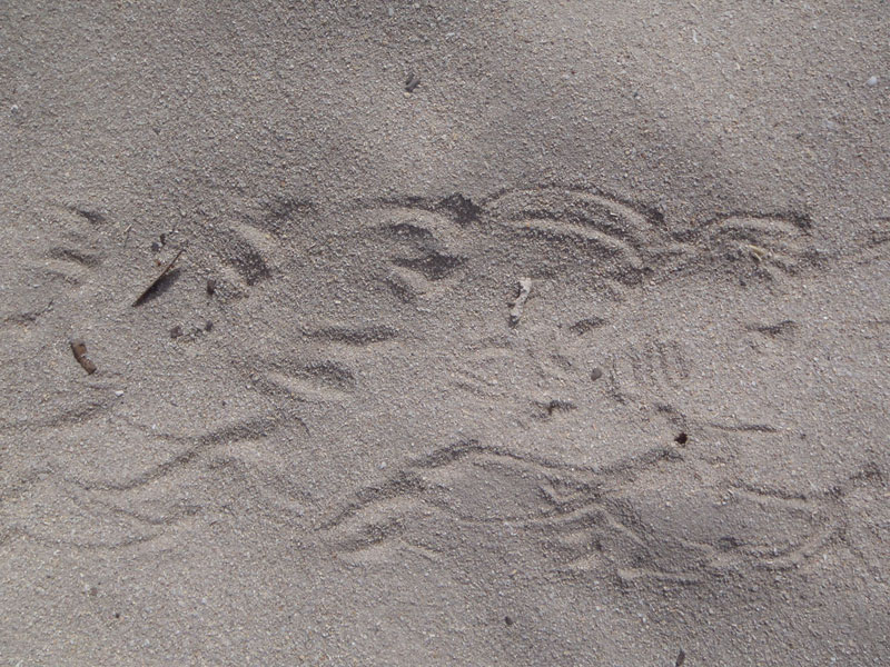 Animal foot prints on a sandy track.