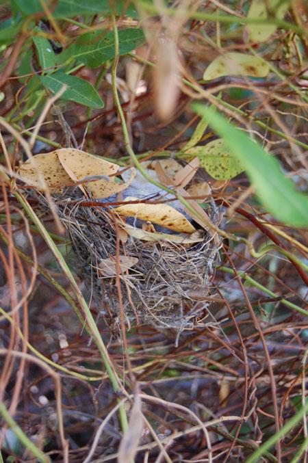 Birds nest