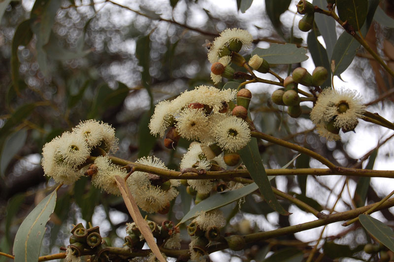 Tuart tree foliage