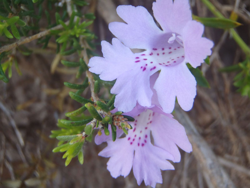 Snake bush (Hemiandra pungens)