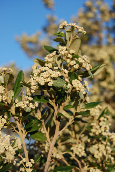 Basket Bush 