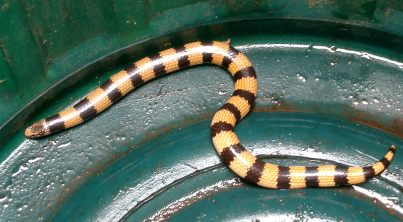 Banded sand snake