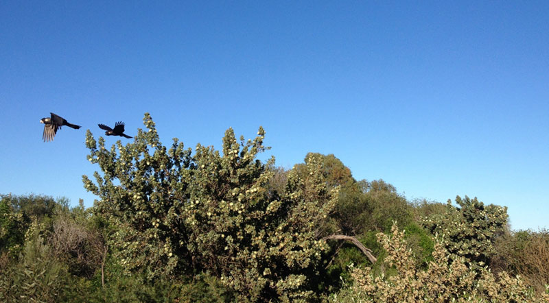 Black Cockatoos