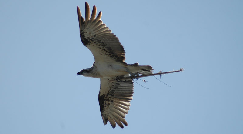 Osprey