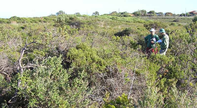 Mapping of woody weed densities 