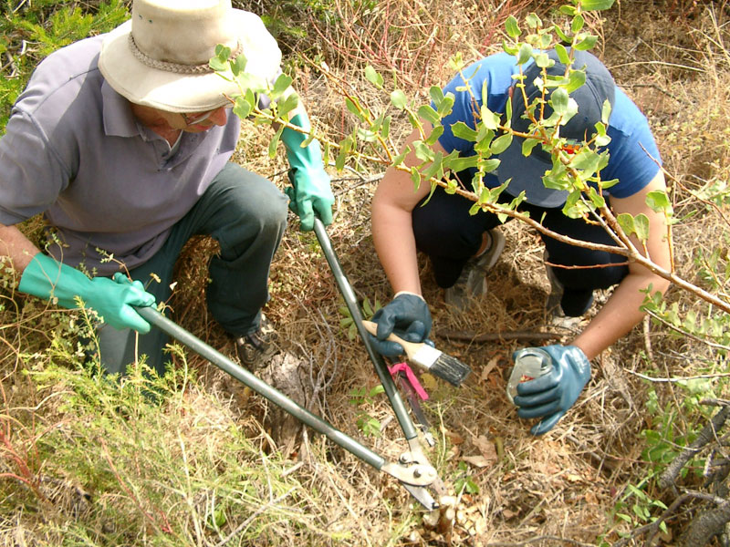 Removal of Japanese Peppertrees 