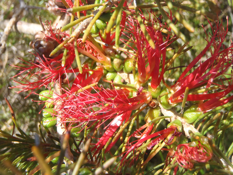 One-sided bottlebrush 