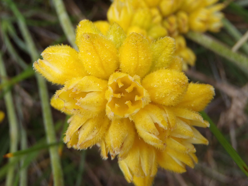 Conostylis sp.